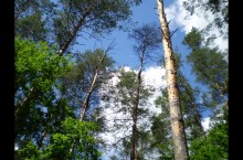 UKRAINE - Agricultural and Forestry investment